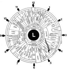 file iridology iris eye chart left mirror jpg wikimedia