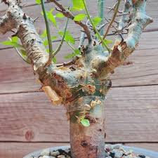 Image result for Commiphora