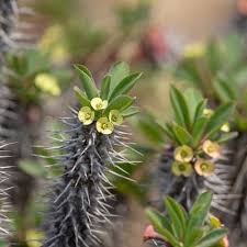 Image result for Euphorbia halipedicola