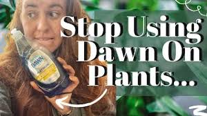STOP Using Dawn Dish Soap On Your Plants. New Study Shows The Dangers Using  Dish Soap To Treat Pests