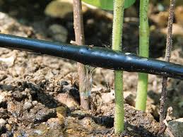 Check spelling or type a new query. Tout Savoir Sur L Arrosage Au Goutte A Goutte