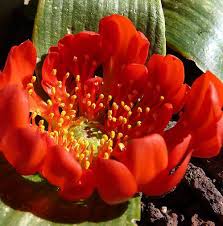 Image result for Daubenya