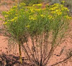 Image result for Senecio sp.no.1