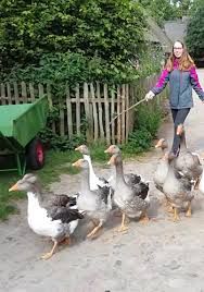 Von Gänsen, Ziegen & Pferden