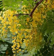 Image result for Cassia thyrsoidea