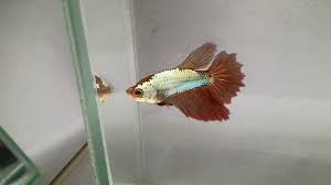 Dont miss out on this opportunity to buy show quality bettas at an amazing price including crown tail, koi. Female Halfmoon Bettagenetic Dragonscale Silver And Red Bettasmart