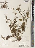 Image result for Dioscorea hirtiflora