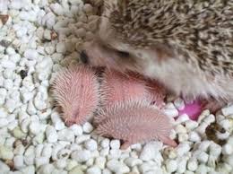 Alternatively, they can spray the urine directly on the plants. Hedgehogs Animals And English