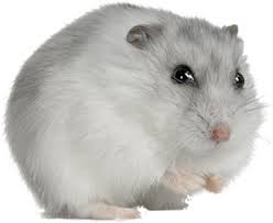 Free png images, clipart, graphics, textures, backgrounds, photos and psd files. Download Hamster Winter White Hamster Png Image With No Background Pngkey Com
