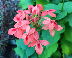 Image result for Ruspolia seticalyx