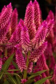 Celosia Argentea Wikipedia The Free Encyclopedia Beautiful Flowers Celosia Flower Unusual Flowers