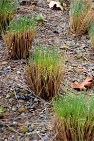 How To Prune Ornamental Grass In 5 Easy Steps