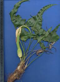 Image result for Stylochaeton