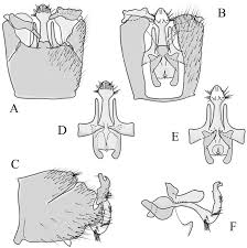 Notes on the taxonomic status and distribution of some Cylindrotomidae  (Diptera, Tipuloidea), with emphasis on Japanese species