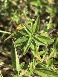 Image result for Pouzolzia