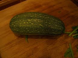 Maybe you would like to learn more about one of these? First Zucchini Of Season Stacey Meinzen Flickr