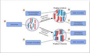 Most plant and animal cells are diploid. Meiosis Classwork Flashcards Quizlet