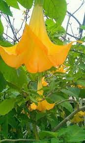 Corpus is considered the largest texas city (those over 250,000 population) with the lowest rate/numbers of serious crimes , according to fbi and state crime stats. Beautiful Flowers Picture Of South Texas Botanical Gardens Nature Center Corpus Christi Tripadvisor