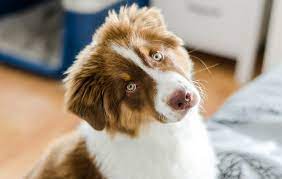 How To Stop Dog Barking And Whining When Left Alone