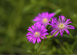 Image result for Aizoaceae