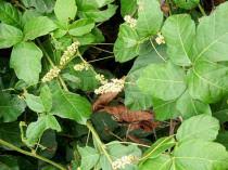 Image result for Paullinia pinnata