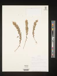 Image result for Crotalaria argyrolobioides