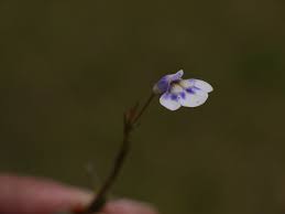 Image result for Dopatrium