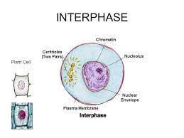 We did not find results for: The Basis Of Cellular Inheritance Chapter 9 Vocabulary Clarification Ppt Download