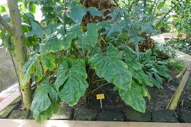 Image result for Cercestis congensis