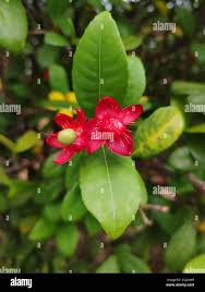 Image result for Ochna cyanophylla