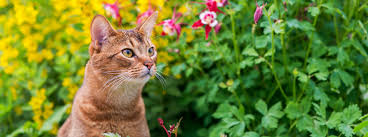 Adopting a rescue cat is a wonderful way to get a grateful and loving companion while also saving a life. Checklist What You Need To Adopt A Cat Purina