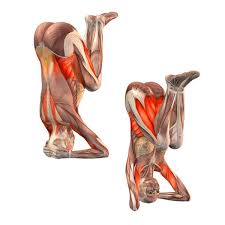 Build a strong and stable foundation before undertaking full sirsasana. Pin On Pozy Jogi