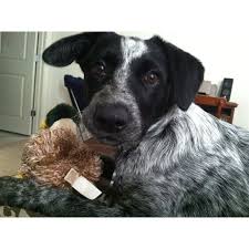 Black And White Blue Heeler Mix Blue Heeler Mix Jade 5 5 Months Old Unique Dog Breeds Rare Dog Breeds Hybrid Dogs