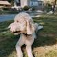 Monthly Dog Nail Trim Clinic Wareham event image