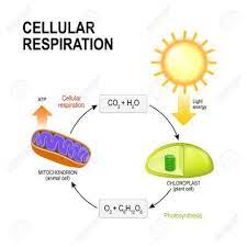 Tipos De Respiracion Celular Tiposde Respiracion Celular Fotosintesis Y Respiracion Fotosintesis