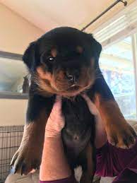 My Parents New Rottweiler Puppy Reddit Meet Tallulah Via Aww On November 26 2018 At 11 06am Rottweiler Puppies Puppies Rottweiler