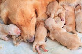 He can easily become overheated with no way to escape. Caring For Newborn Puppies Tips Advice From Petsecure