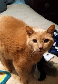 Lost Cat in Country Manor, Baton Rouge