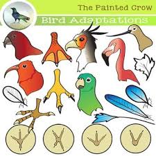 Bird Clip Art Adaptations Beaks Feathers Feet 47 Piece Set Feather Clip Art Clip Art Crow Logo