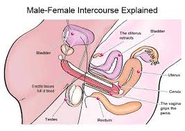 Image result for positions to get pregnant fast