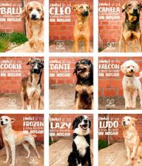 Check spelling or type a new query. El Diario Albergue Esperanza Animal En Emergencia