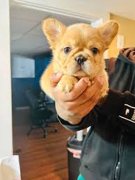 French Bulldog (Frenchie) Puppies For Sale In Hunter, NY