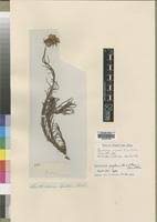 Image result for Berkheya zeyheri