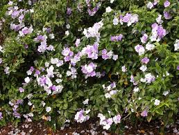Image result for Brunfelsia australis