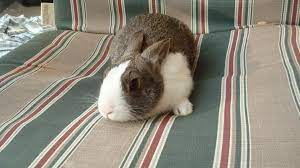 Jack My Male Dutch Dwarf Bunnies Bunny Care Bunny