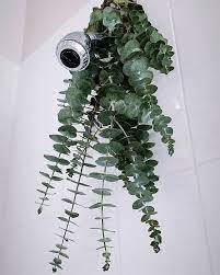 What Is Eucalyptus Shower Why Is It A Popular Instagram Trend Shower Plant Bathroom Plants Eucalyptus Shower