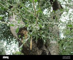 Image result for Commiphora africana
