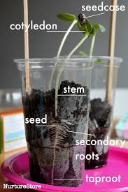 We did not find results for: Sunflower Seed Growing Lesson For Children Nurturestore