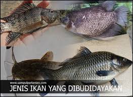 Inilah 21 jenis ikan nila yang dibudidayakan di indonesia, lengkap dengan gambar dan ciri ciri. 7 Jenis Ikan Konsumsi Yang Sering Dibudidayakan Di Indonesia