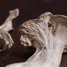 Image result for Craterellus fallax